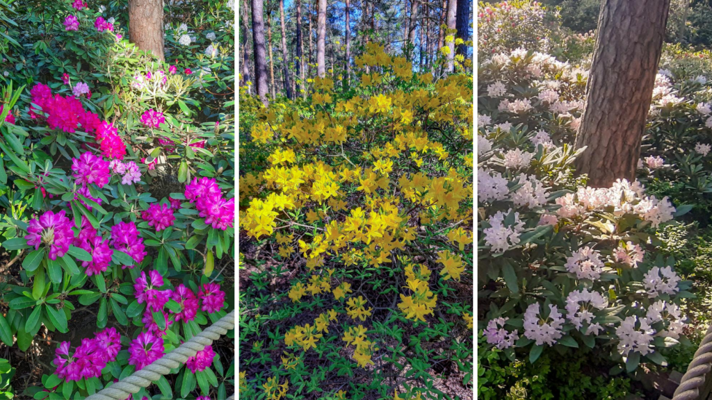 Alppiruusupuisto - rododendronový park v Helsinkách